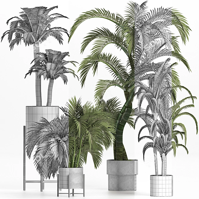 Tropical Palms Collection 3D model image 3