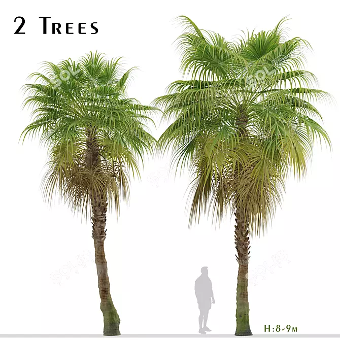 Chinese Fan Palm Tree Set: 2 Beautiful Livistona chinensis Palms 3D model image 1