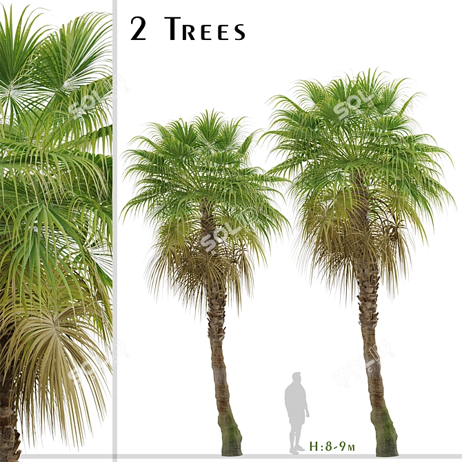 Chinese Fan Palm Tree Set: 2 Beautiful Livistona chinensis Palms 3D model image 2