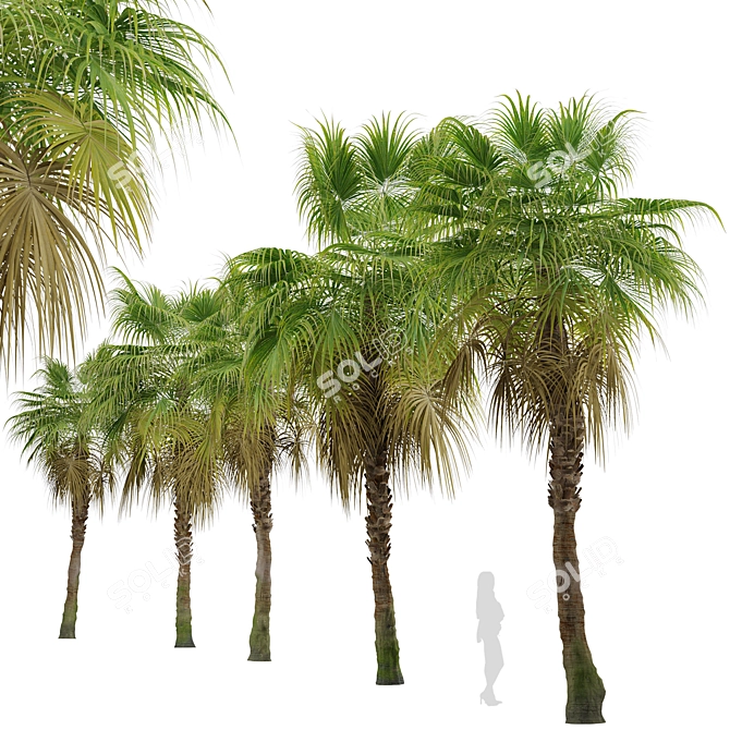 Chinese Fan Palm Tree Set: 2 Beautiful Livistona chinensis Palms 3D model image 3