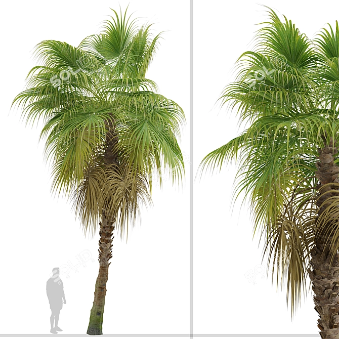 Chinese Fan Palm Tree Set: 2 Beautiful Livistona chinensis Palms 3D model image 4