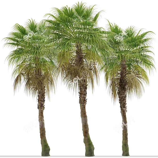 Chinese Fan Palm Tree Set: 2 Beautiful Livistona chinensis Palms 3D model image 5