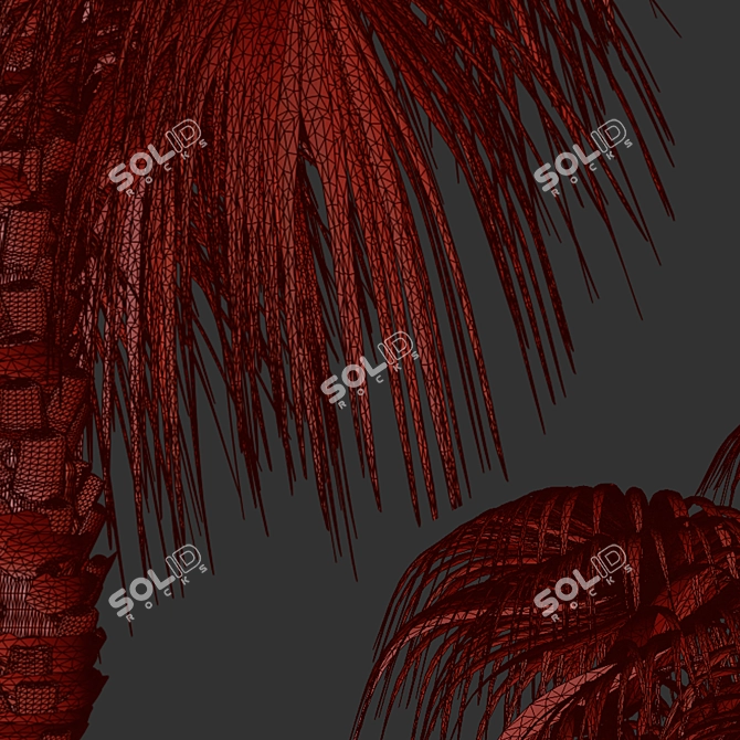 Chinese Fan Palm Tree Set: 2 Beautiful Livistona chinensis Palms 3D model image 6