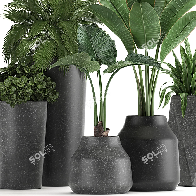 Exotic Plant Collection | Banana Palm, Ravenala, Strelitzia | Black Pots 3D model image 2