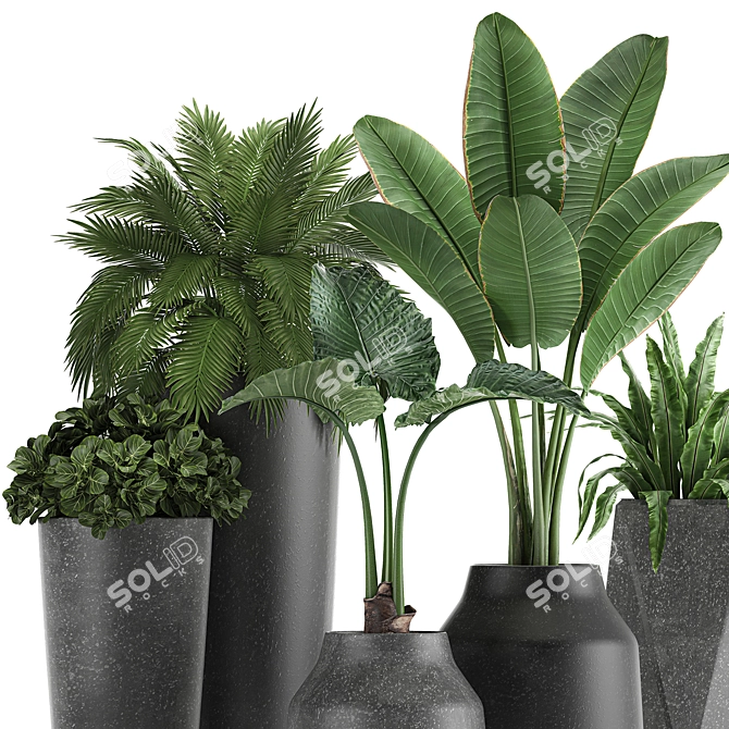 Exotic Plant Collection | Banana Palm, Ravenala, Strelitzia | Black Pots 3D model image 3