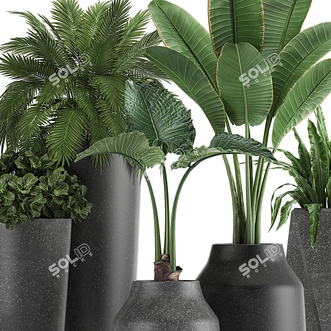 Exotic Plant Collection | Banana Palm, Ravenala, Strelitzia | Black Pots 3D model image 4