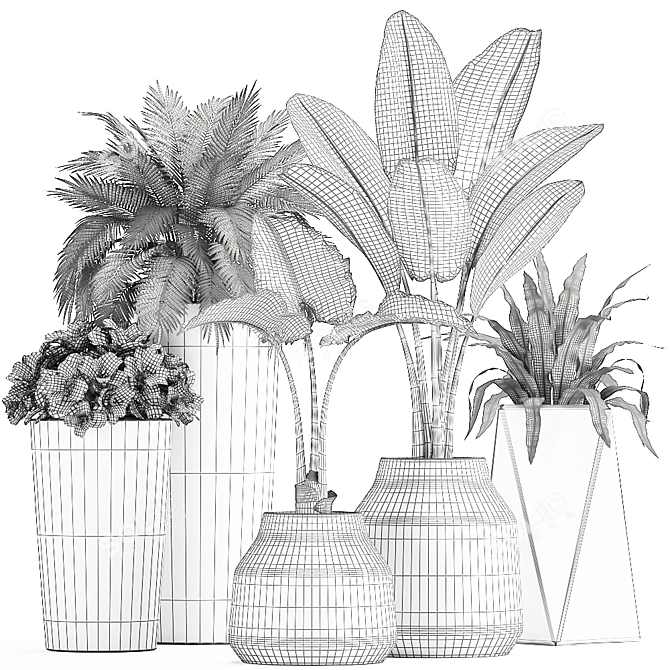 Exotic Plant Collection | Banana Palm, Ravenala, Strelitzia | Black Pots 3D model image 5