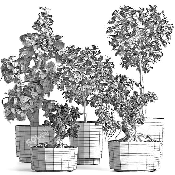 Exotic Bonsai Plants Collection 3D model image 4