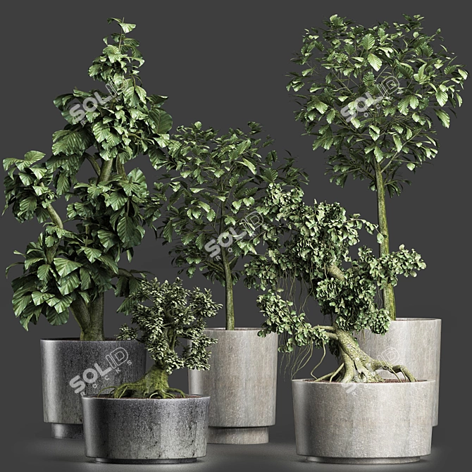 Exotic Bonsai Plants Collection 3D model image 5