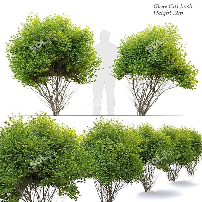 Radiant Spirea Bush: Double the Glow! 3D model image 1