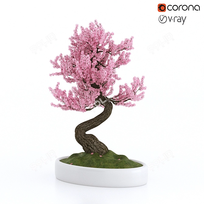 Sakura Bonsai Tree: 3D Model 3D model image 1