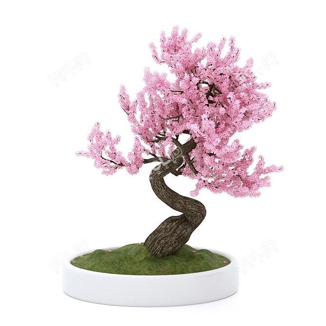 Sakura Bonsai Tree: 3D Model 3D model image 2