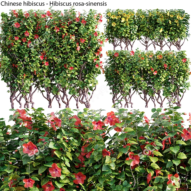 Exquisite Chinese Hibiscus Collection 3D model image 1