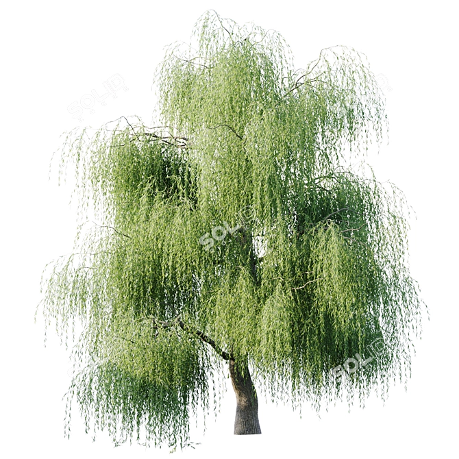 18m Willow - Pure Elegance for Your Space 3D model image 1