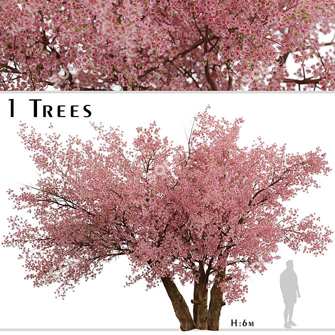 Sakura Tree: Exquisite Japanese Blossoms 3D model image 2