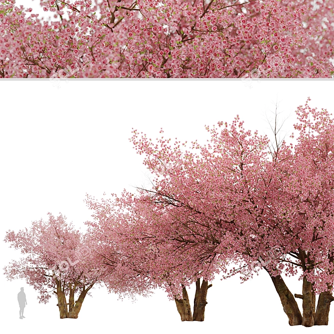 Sakura Tree: Exquisite Japanese Blossoms 3D model image 3