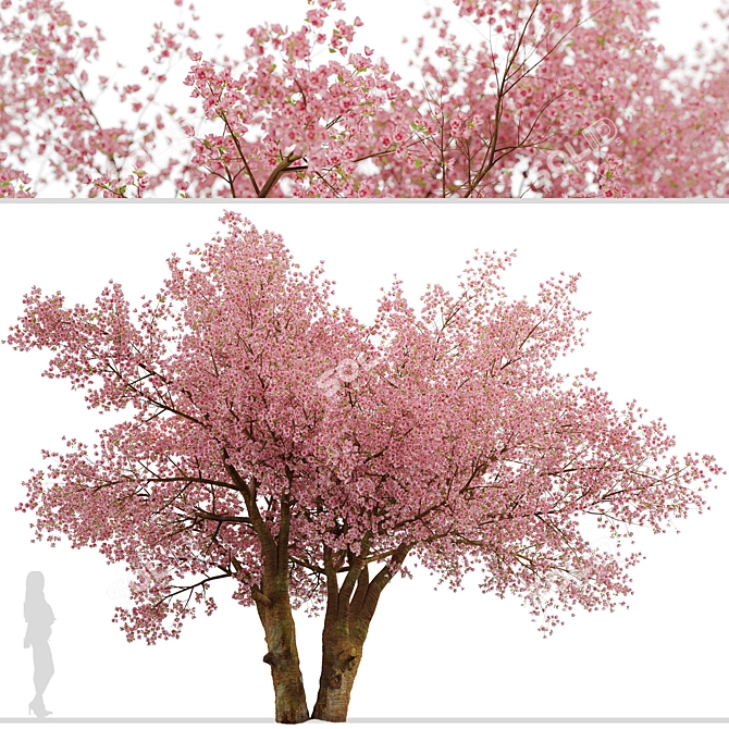 Sakura Tree: Exquisite Japanese Blossoms 3D model image 5