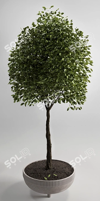 Elegant Indoor Plant 12 - 3D Model 3D model image 4