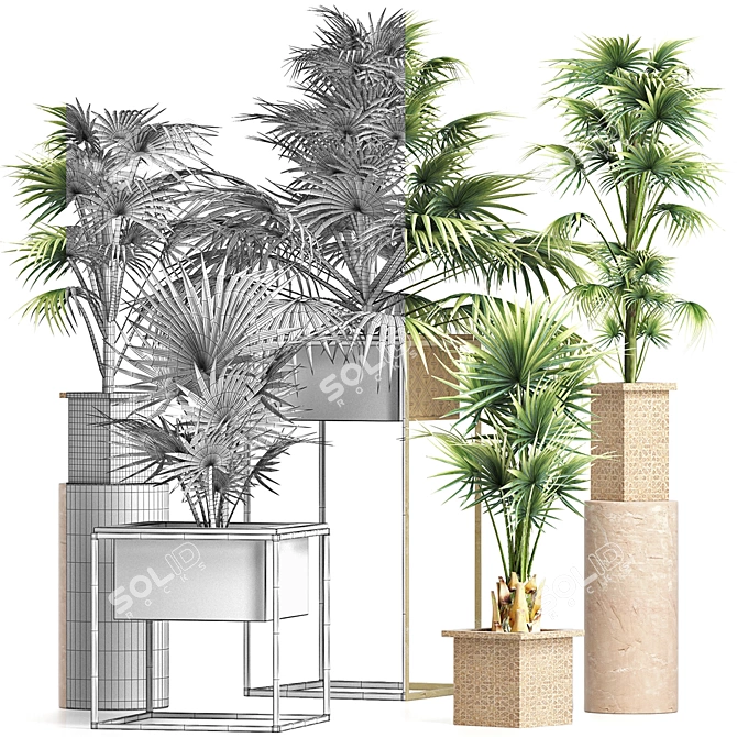 Exotic Palm Tree Collection 3D model image 3