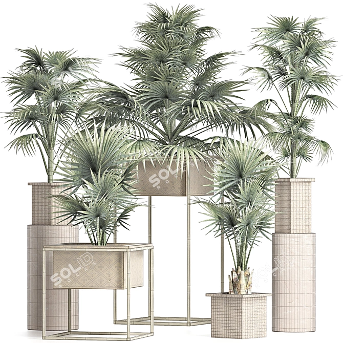 Exotic Palm Tree Collection 3D model image 4