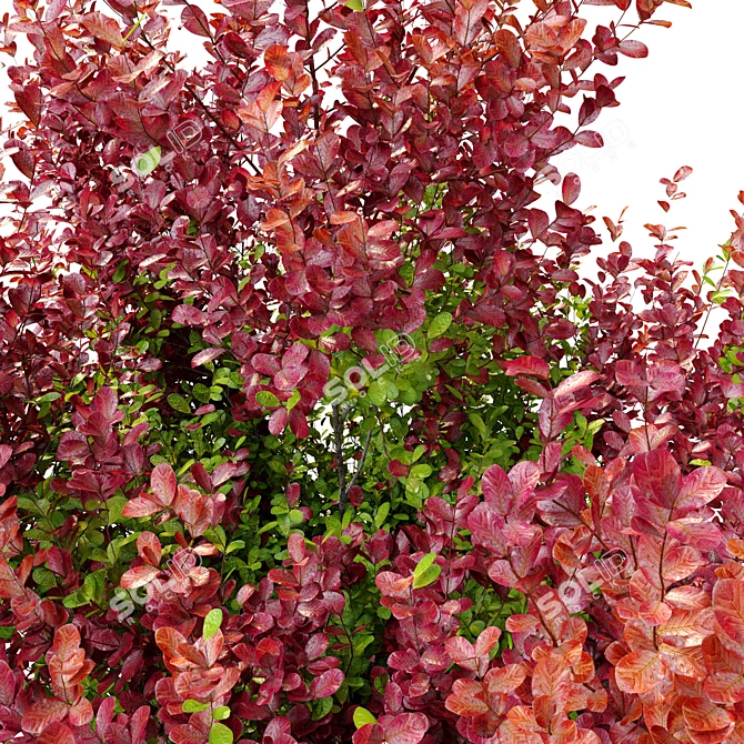 Vibrant Berberis Shrub - 2 Models, 1.5m Height 3D model image 3