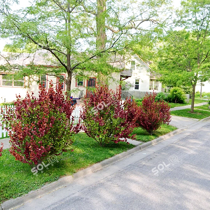 Vibrant Berberis Shrub - 2 Models, 1.5m Height 3D model image 4