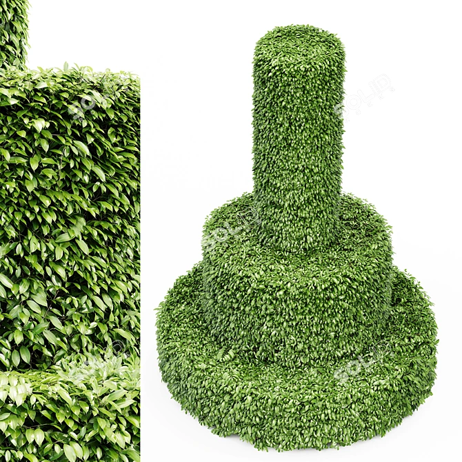 Dwarf Yaupon Holly Trio - Petite Evergreen Plants 3D model image 2