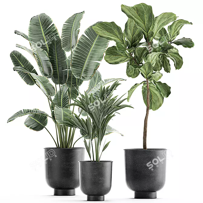 Tropical Plant Collection: Exotic Banana Palm, Ravenala, Strelitzia in Grey Vases 3D model image 1