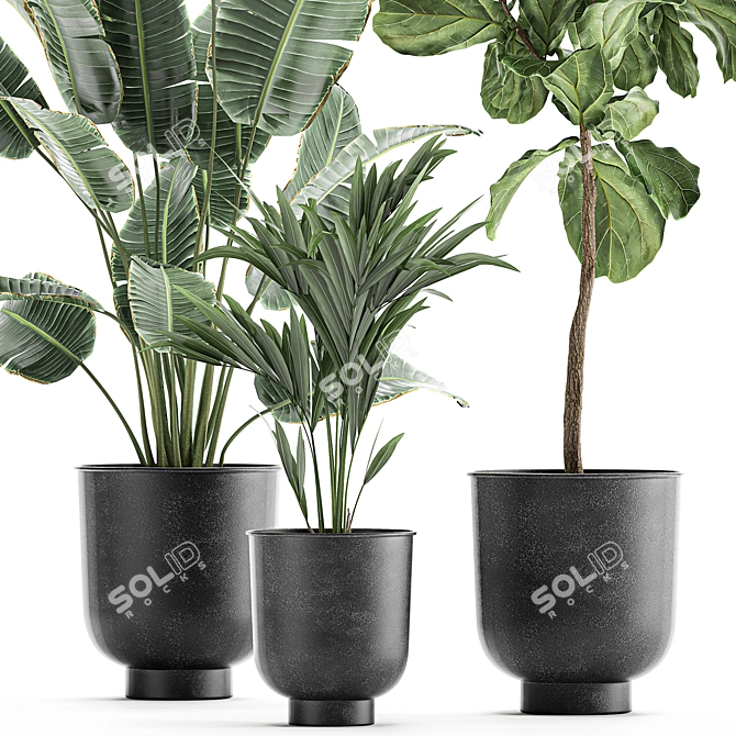 Tropical Plant Collection: Exotic Banana Palm, Ravenala, Strelitzia in Grey Vases 3D model image 2