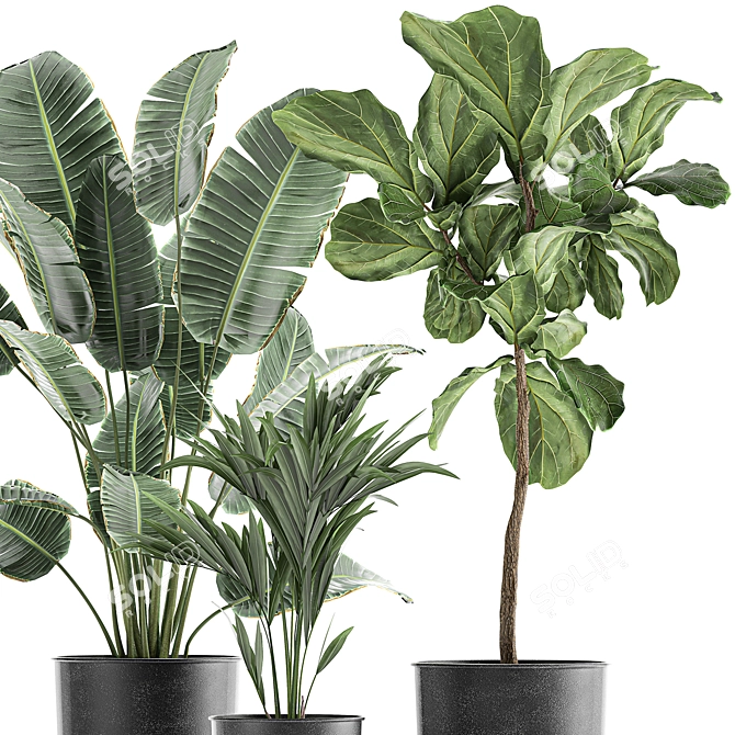 Tropical Plant Collection: Exotic Banana Palm, Ravenala, Strelitzia in Grey Vases 3D model image 4