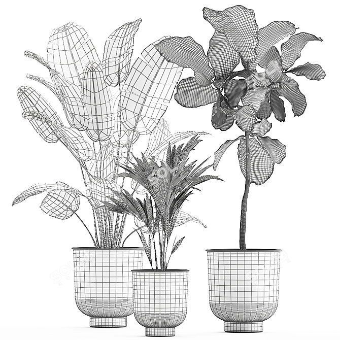 Tropical Plant Collection: Exotic Banana Palm, Ravenala, Strelitzia in Grey Vases 3D model image 5