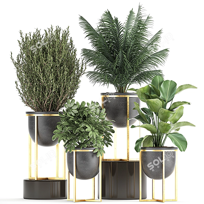 Tropical Plant Collection in Black Pots 3D model image 1