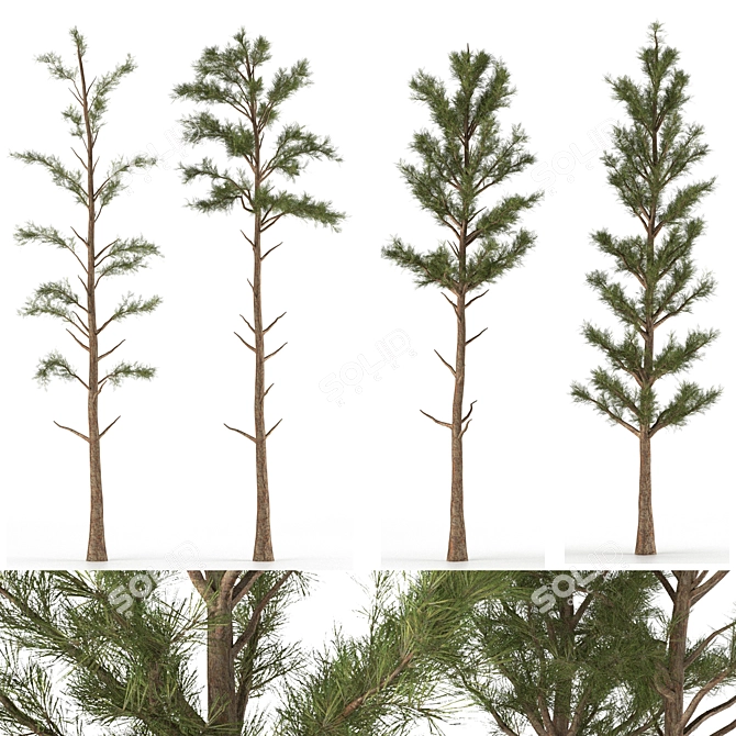 Pine Tree 03: Detailed Miniature 3D model image 1