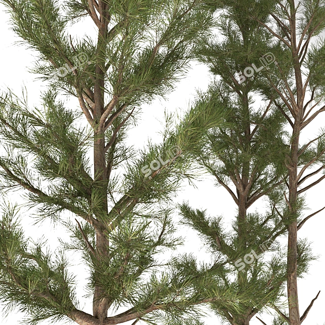 Pine Tree 03: Detailed Miniature 3D model image 2