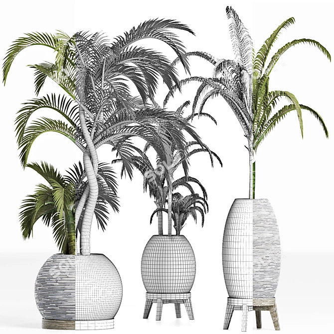 Tropical Palm Plants Collection 3D model image 4