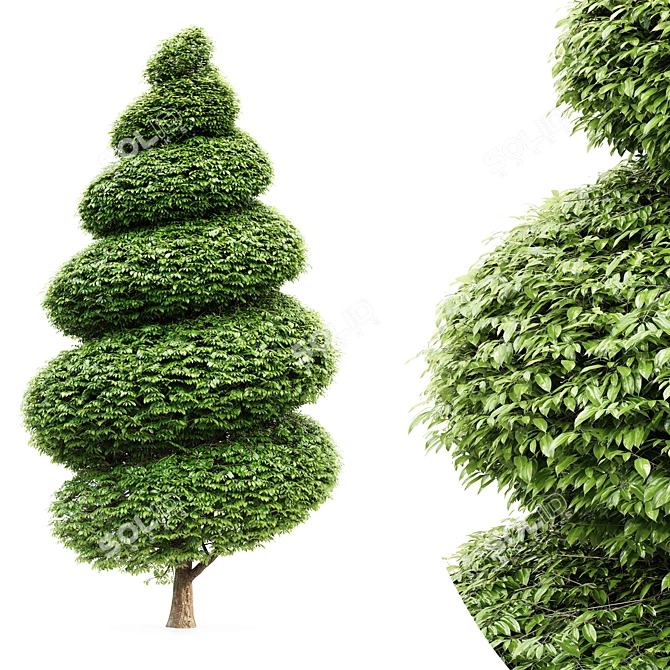 Burford Holly Spiral Topiary: Elegant and Versatile Garden Accent 3D model image 1
