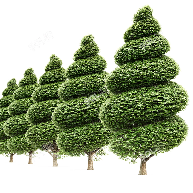 Burford Holly Spiral Topiary: Elegant and Versatile Garden Accent 3D model image 2