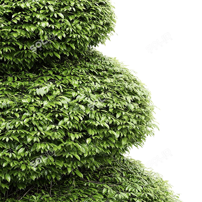 Burford Holly Spiral Topiary: Elegant and Versatile Garden Accent 3D model image 3