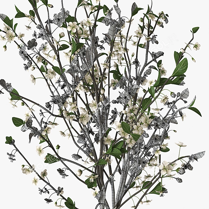 Blooming Cherry Branch in Vase 3D model image 5