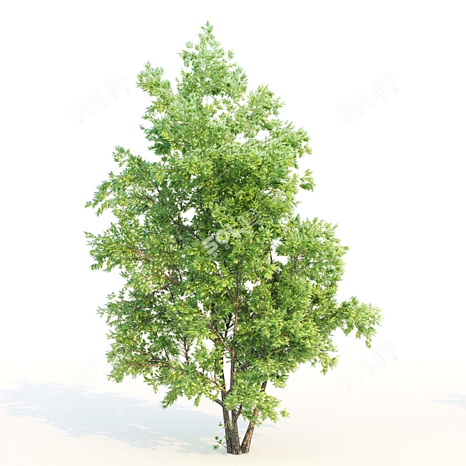 Amur Cluster Tree Bundle 3D model image 3