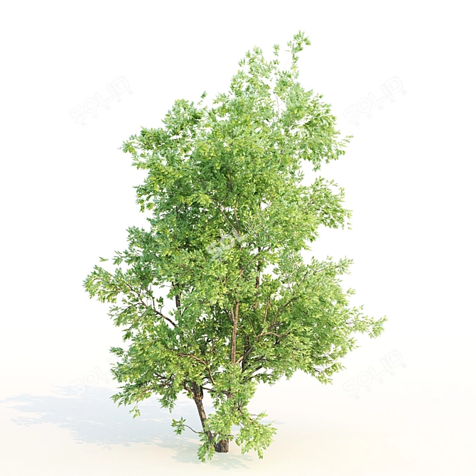 Amur Cluster Tree Bundle 3D model image 4