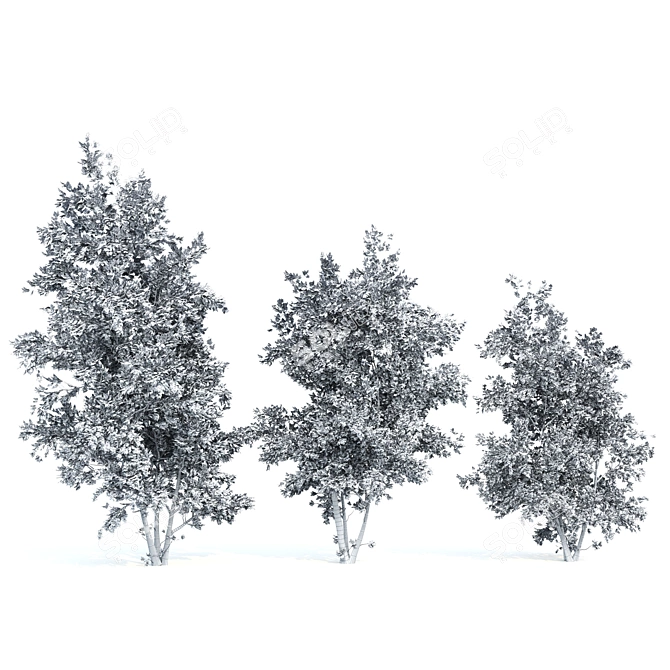 Amur Cluster Tree Bundle 3D model image 6