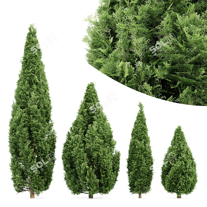 Rocky Mountain Juniper Tree Collection - 4 Realistic 3D Models 3D model image 1