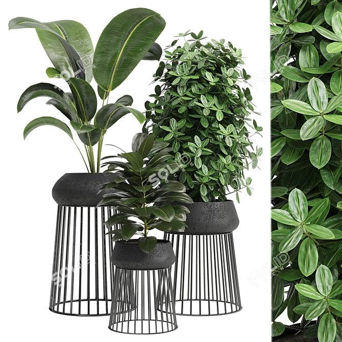 Modern Indoor Plant: 17th Edition 3D model image 1