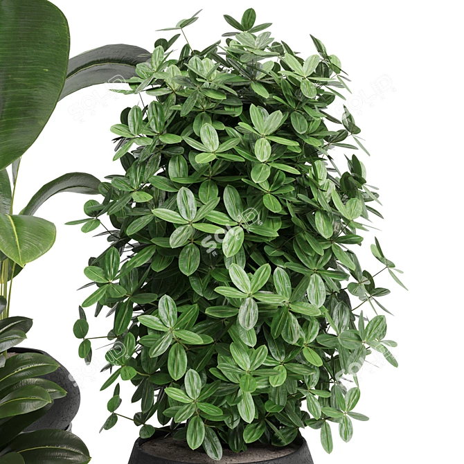 Modern Indoor Plant: 17th Edition 3D model image 2