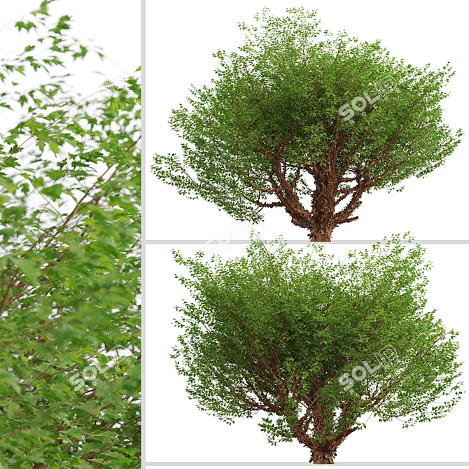 Exquisite Paperbark Maple Tree Pair 3D model image 3