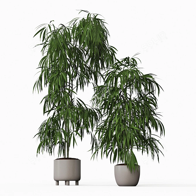 Tall Ficus Alii Duo in Planters 3D model image 2