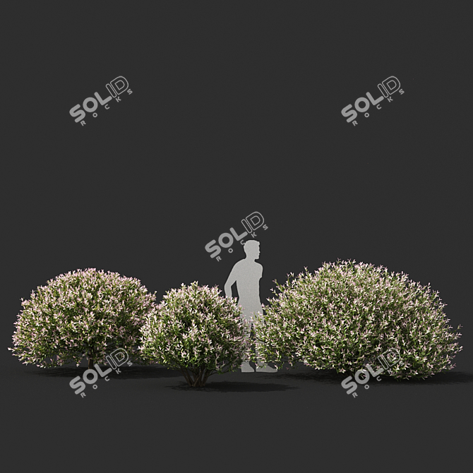 Japanese Willow "Hakuro-Nishiki" Bushes 3D model image 2