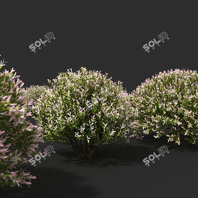 Japanese Willow "Hakuro-Nishiki" Bushes 3D model image 3