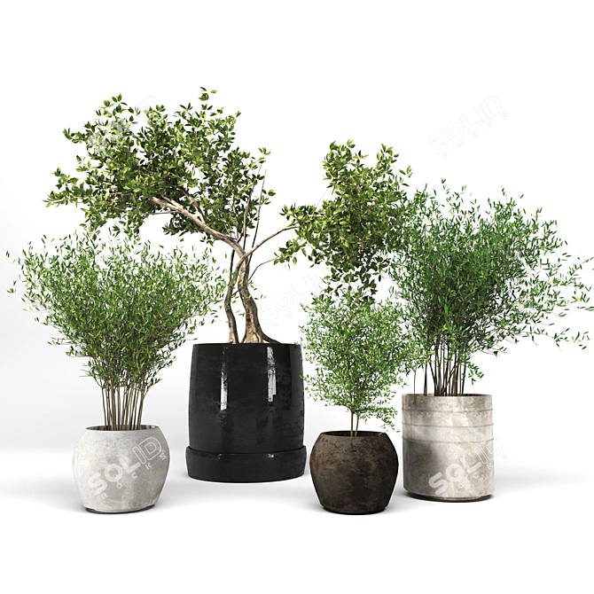 Decorative Indoor Plant Collection 3D model image 1